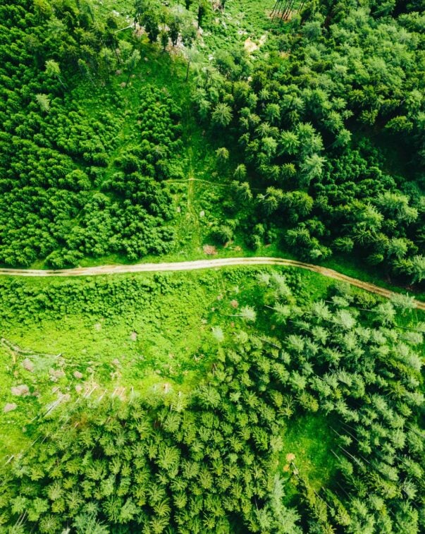 Aerial photo of lush green forest